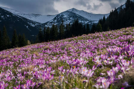 flower, violet, petal, bloom, garden, plant, nature, autumn, fall, field, travel, adventure,...