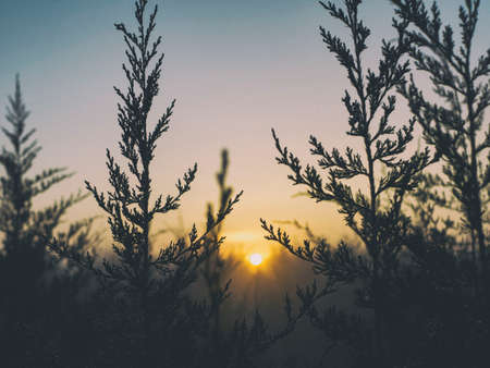 sunlight, sunrise, sunshine, trees, plant, view, sky