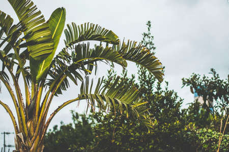 trees, green, plant, forest, woods, clouds, sky