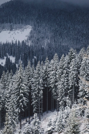 snow, winter, white, cold, weather, ice, trees, plants, nature, woods, forest, travel, adventure,...