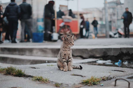 cat, pet, animal, blur, outside, people, shopping, mall
