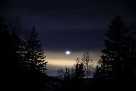 moon, light, stars, night, trees, plant, nature, view, silhouette