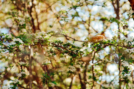 flower, white, petal, bloom, garden, plant, nature, autumn, fall, green, leaves