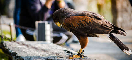 eagle, bird, animal, outdoor
