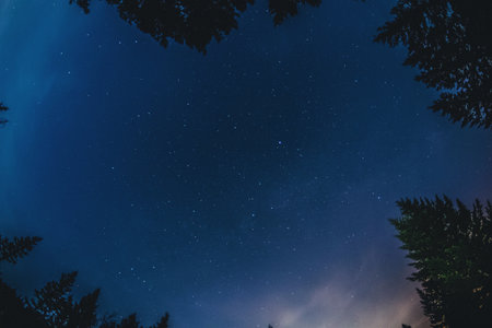 trees, nature, night, stars, sky