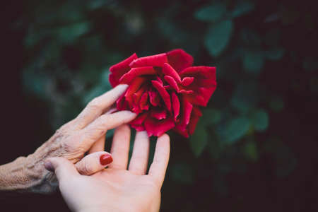 flower, red, petal, bloom, garden, plant, nature, autumn, fall, rose, people, hands, old, green,...