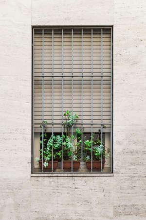 symmetry, aesthetics, windows, grills, plants, garden, pot, green, wall