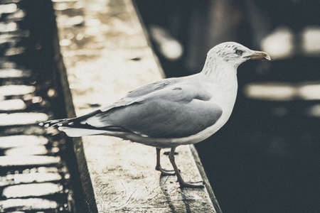bird, beak, feather, animal, fly