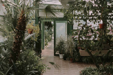 nature, landscape, shop, store, garden, trees, plants, green, leaves, flowerpot, vase