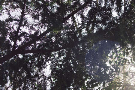 green, leaf, trees, plant, nature