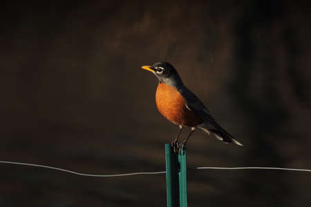 bird, beak, feather, animal, fly