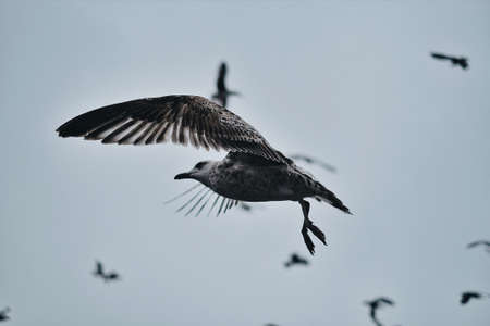 bird, beak, feather, animal, fly, clouds, sky