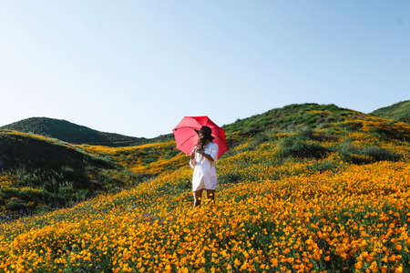 flower, yellow, orange, petal, bloom, garden, plant, nature, autumn, fall, landscape, people, man,...