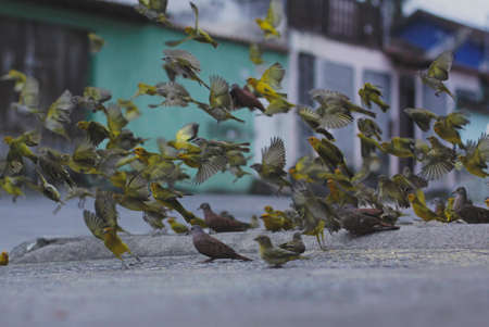 bird, beak, feather, animal, fly, road