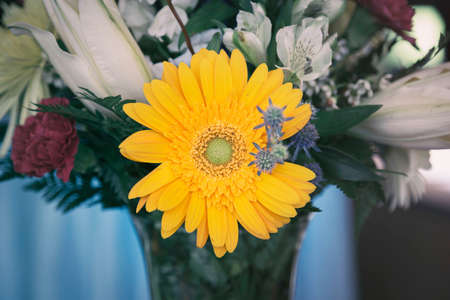 flower, yellow, petal, bloom, garden, plant, nature, autumn, fall, insect, white, bouquet