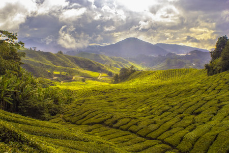 nature, landscape, green, grass, field, farm, travel, adventure, clouds, sky, leaves, trees,...
