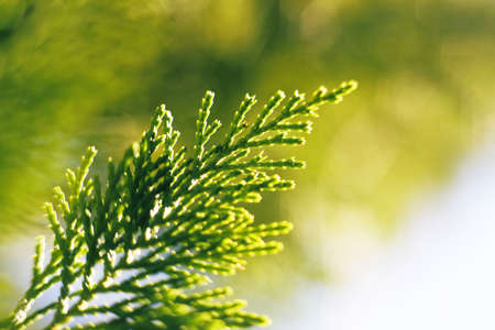 leaves, green, plant, garden, nature, landscape
