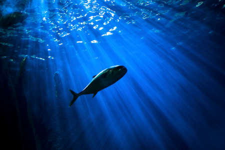 fish, underwater, sea, ocean, water, blue