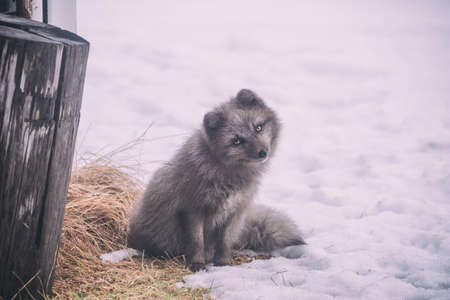 snow, winter, white, cold, weather, ice, animals, nature, fur, brown, fox, wood