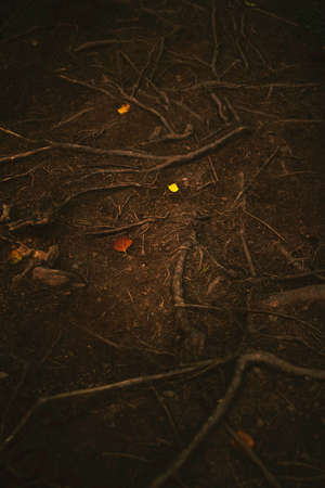 nature, woods, forest, soil, root, trees