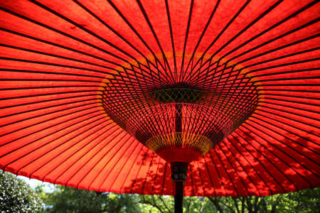 red, umbrella, trees, leaves, forest, stripes, lines