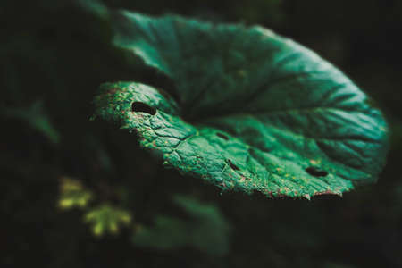 nature, leaves, green, vein, woods, forest, dark