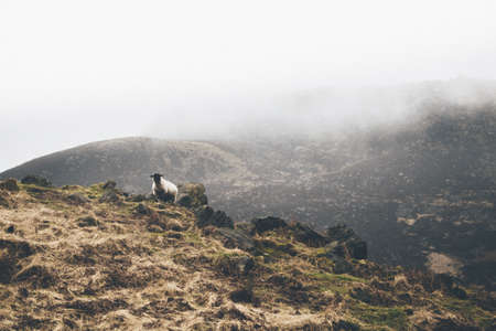 mountain, highland, cloud, fog, summit, peak, landscape, nature, valley, sheep, animal