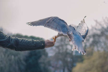 bird, beak, feather, animal, fly, man, hands, food