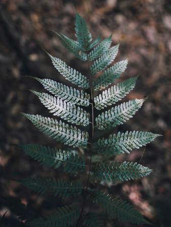 green, leaf, fern, plant, nature, blur