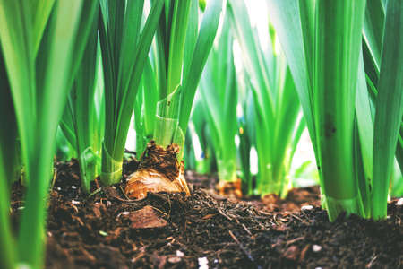 nature, landscape, soil, plant, green, leaves