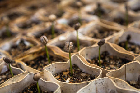 seed, tree, planting, garden, flowerpot, soil, outside
