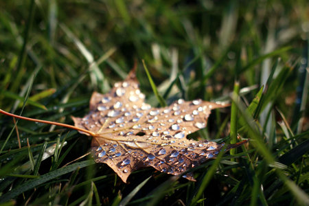 green, grass, nature, outdoor, wet, water, drops, leaf, fall, autumn