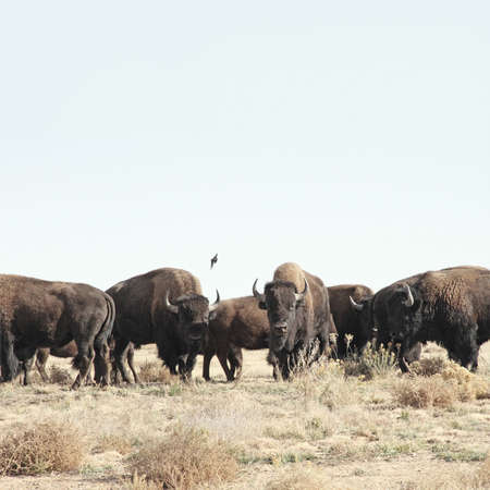 bull, animal, grass, outdoor, nature, herd
