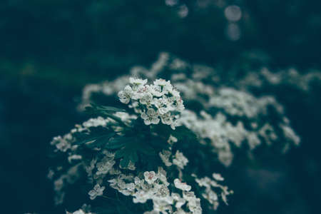 flower, nature, plant, outdoor, garden, blur, white, petal