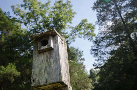 green, trees, plant, nature, forest, wooden, nest, box, outside