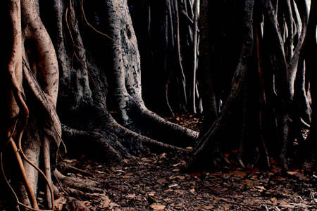 nature, woods, trees, trunk, roots, leaves