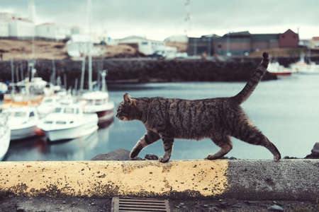 cat, pet, animal, outside, sea, water, coast, boat, yacht, transportation, travel, blur