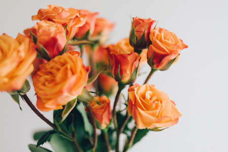 yellow, roses, flower, petals, leaf, nature, flora, blur