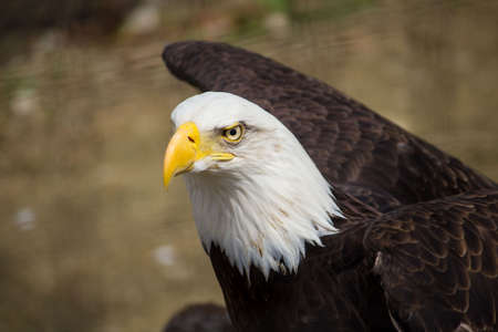 eagle, bird, animal, feather, beak, nature, fly, outdoor