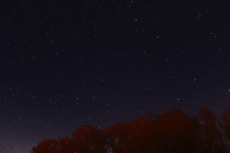 nature, trees, night, sky, stars