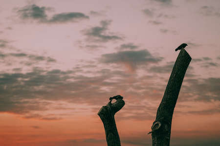 clouds, sky, sunset, nature, wood, bird, animal