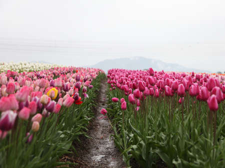 tulip, pink, petal, flower, plant, green, leaf, garden, farm, field, nature, view, landscape