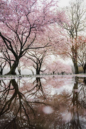 trees, plant, nature, branch, snow, winter, flowers, pink, petals, blossoms, bloom, water,...