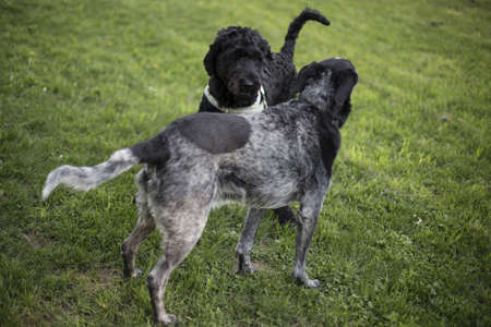 black, puppy, dogs, pet, friend, green, grass, lawn, outdoor, play