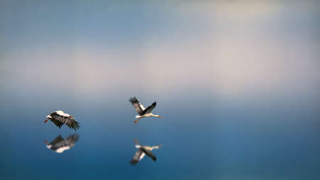 blue, sky, birds, animal, flying, nature