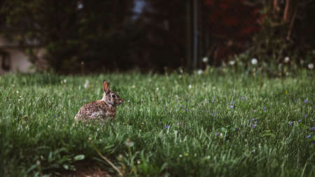 green, grass, lawn, field, squirrel, animal, cottontail