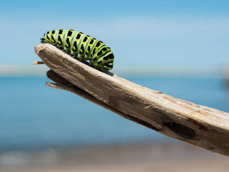 caterpillar, insect, animal, wood, sunny, day, nature, outdoor