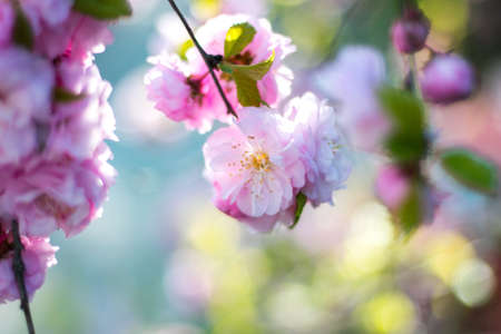 pink, blossoms, bloom, flower, tree, branch, nature, plant, outdoor, farm, field, garden, blur,...