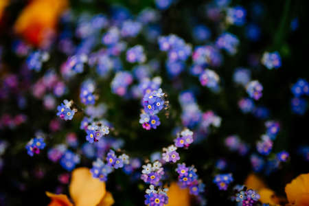 purple, flower, bloom, blossom, outdoor, nature, garden, field, blur