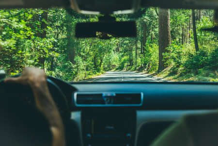 people, man, guy, driver, driving, travel, road, trip, car, nature, green, trees